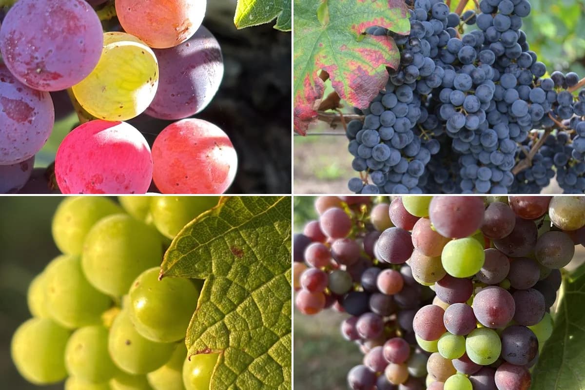 Photos de vignobles prises par nos utilisateurs